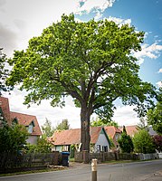 Pedunculate oak natural monument ND-H 018