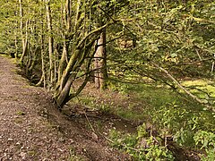 Burgheimer Bach am nördl. Ende des NSG