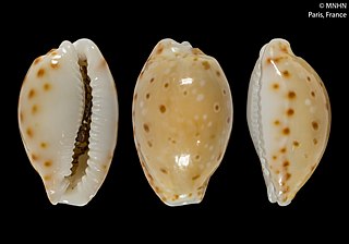 <i>Naria thomasi</i> Species of gastropod