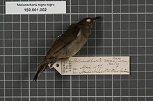 Naturalis Biodiversity Center - RMNH.AVES.131823 1 - Melanocharis nigra nigra Lesson, 1830 - Dicaeidae - bird skin specimen.jpeg
