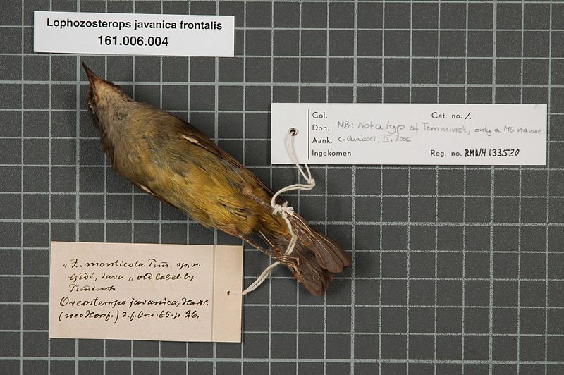 File:Naturalis Biodiversity Center - RMNH.AVES.133520 2 - Lophozosterops javanica frontalis (Reichenbach, 1852) - Zosteropidae - bird skin specimen.jpeg