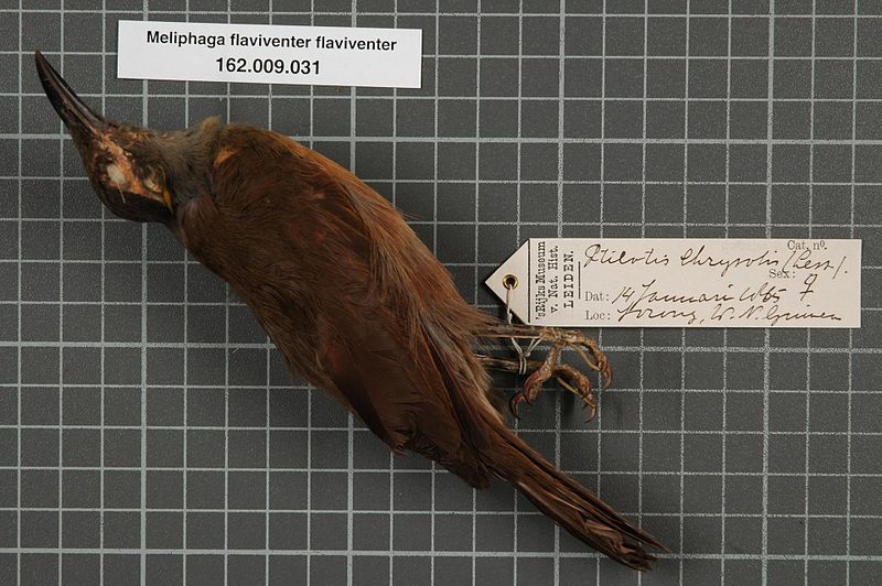 File:Naturalis Biodiversity Center - RMNH.AVES.134256 1 - Meliphaga flaviventer flaviventer (Lesson & Garnot, 1828) - Meliphagidae - bird skin specimen.jpeg