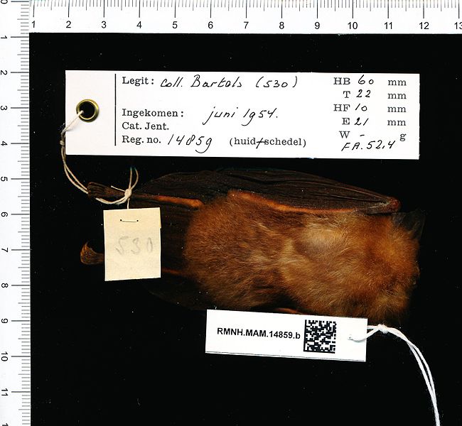 File:Naturalis Biodiversity Center - RMNH.MAM.14859.b reg - Rhinolophus affinis affinis - skin.jpeg