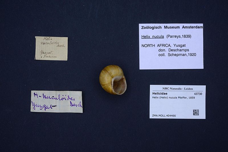 File:Naturalis Biodiversity Center - ZMA.MOLL.404466 - Helix (Helix) nucula Pfeiffer, 1859 - Helicidae - Mollusc shell.jpeg