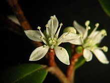 Flower showing five petals and stamens Nematolepis squamea flower.jpg