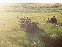 Nenet people with reindeer Nenets reindeer sledge.jpg