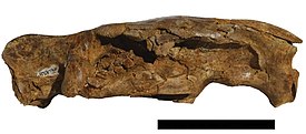 Ископаемый череп Neoepiblema acreensis. Длина отрезка 10 см