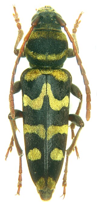 <i>Neoplagionotus bednariki</i> Species of beetle