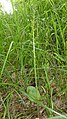 Neottia ovata France - Beinheim