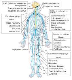 Nervous system diagram-lt.svg