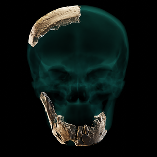 Nesher Ramla <i>Homo</i> Extinct population of archaic humans