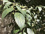 Nettle tree leaf.jpg