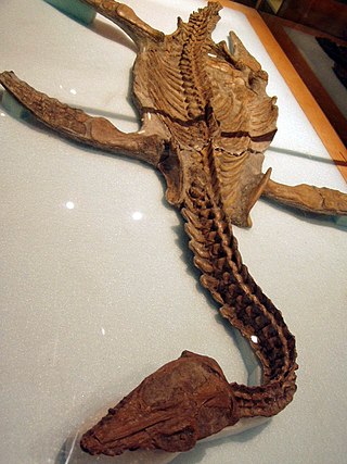 <i>Nichollssaura</i> Extinct genus of reptiles