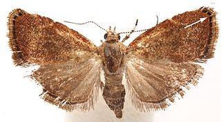 <i>Niveas</i> Genus of moths
