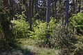 Forest in the Barker Heide