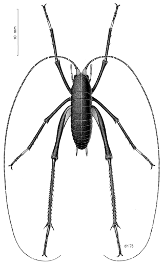 <i>Pharmacus montanus</i> Species of orthopteran insect