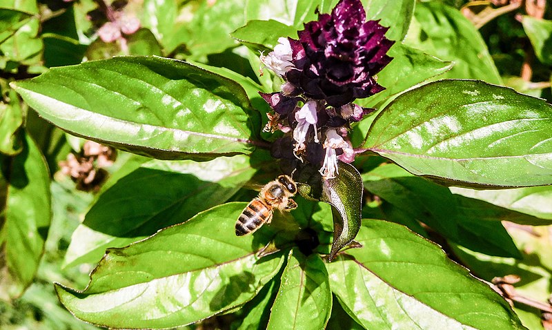 File:Ocimum basilicum (Lamiaceae) 05.jpg