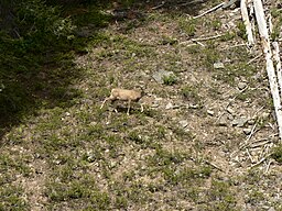 Odocoileus hemionus