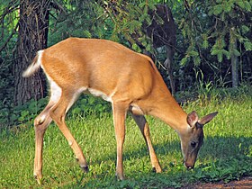 Odocoileus virginianus (white-tailed deer) 3 (8269173469).jpg
