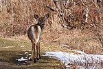 Vignette pour Wocokol (Odocoileus virginianus borealis)