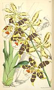 Odontoglossum hallii Oncidium hallii