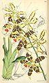 Oncidium hallii (as syn. Odontoglossum hallii) plate 6237 in: Curtis's Bot. Magazine (Orchidaceae), vol. 102, (1876)