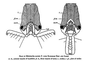 Zeichnung der Schnappkiefer-Mandibeln von Odontomachus hastatus