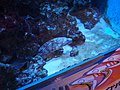 Oga Aquarium 4.jpg