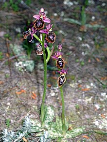 Fichier:Ophrys_×_heraultii_Mallorca_02.jpg