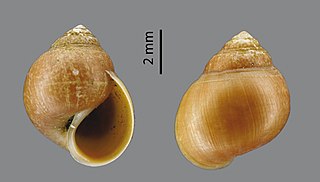 <i>Optediceros</i> Genus of gastropods