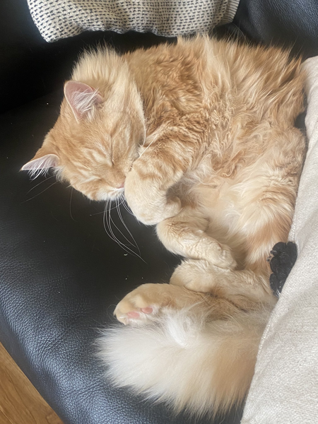 File:Orange tabby persian cat sleeping on a couch.png