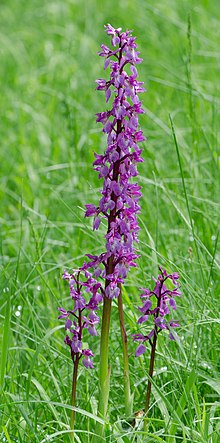 Orchis-mascula-Formation.jpg