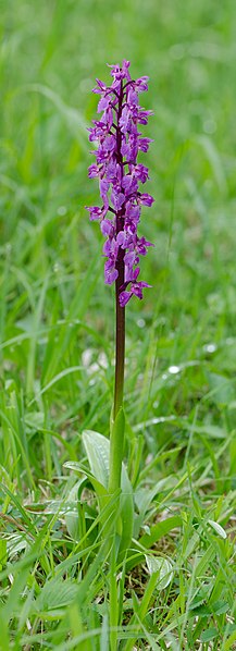 File:Orchis-mascula-Pflanze.jpg