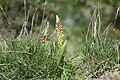 Orchis anthropophora Portugal - Vale de Ventos