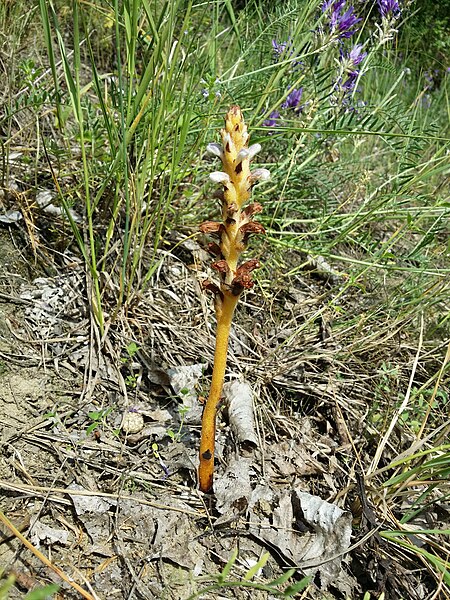 File:Orobanche coerulescens sl45.jpg