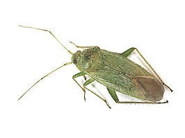 Orthotylus virescens