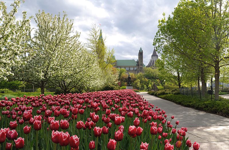 File:Ottawa - ON - Tulpenparade.jpg