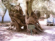 Alter Olivenbaum auf Zakynthos