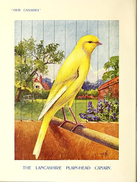 File:Our canaries (18337554574).jpg