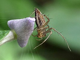 Oxyopes birmanicus