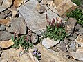 Oxyria digyna & Noccaea rotundifolia