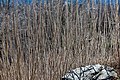 * Nomination Shoots of the staghorn sumac on Buchenwaldweg #6, Pörtschach, Carinthia, Austria -- Johann Jaritz 03:49, 16 March 2020 (UTC) * Promotion  Support Good quality. --Basile Morin 04:44, 16 March 2020 (UTC)