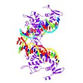 FOXP2 遺伝子がコードしている FOXP2 蛋白。715 アミノ酸から成る。