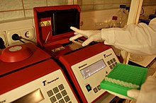 Placing a strip of eight PCR tubes into a thermal cycler PCR masina kasutamine.jpg