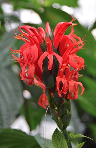 <i>Pachystachys coccinea</i> Species of plant