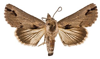 <i>Paectes nana</i> Species of moth