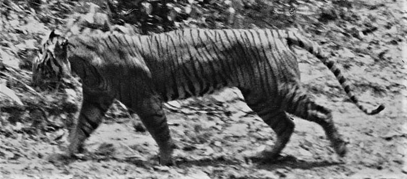 File:Panthera tigris sondaica 01 (cropped).jpg