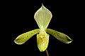 Paphiopedilum tonsum