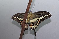 Papilio liomedon, revers