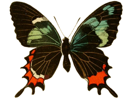 Parides gundlachianus